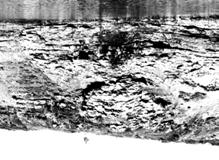 (sponges) and skeletal algae Stromatolite mound of Proterozoic