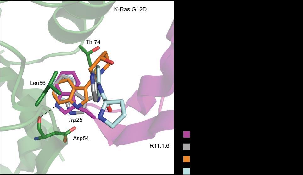 Extended Data Figure 3. R11.1.6 exhibits similar binding to small molecules against K-Ras.