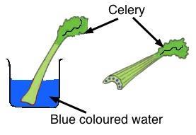 13. STEMS--Select the incorrect statement from the following: a. Phloem is made of living cells. b. Xylem carries water and minerals upwards from the roots. c. Phloem transports water and minerals from the roots to the leaves.