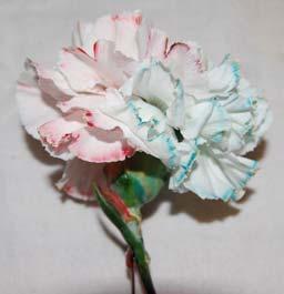 After the flower is cut in half, you should be able to see the colors