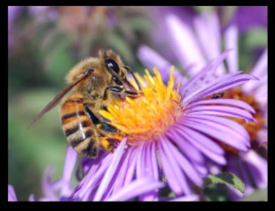 Pollinators - Bees