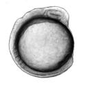 2 Hindbrain posteriorization and somitogenesis of zebrafish embryos at 28 C.