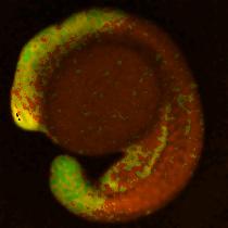 Images were acquired using a confocal microscope (FV1i, Olympus) equipped with a 1 objective lens (UPlanSApo 1 /.