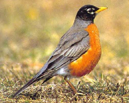Consider birds Arizona robins vs Argentina robins Arizona robins have lower probability of surviving the winter, higher clutch sizes (5.8 vs 3.