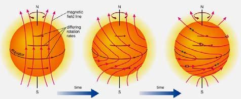 PLASMA How differential rotation can stretch and