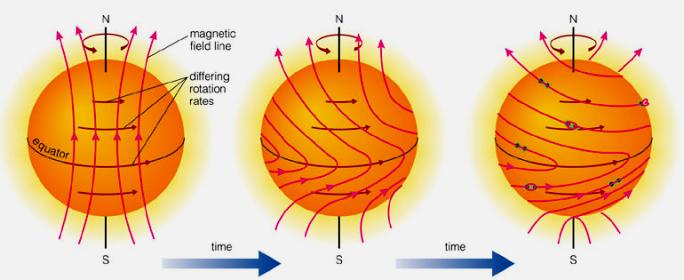 Magnetic fields are built in convection zone Convection Zone: ROTATING