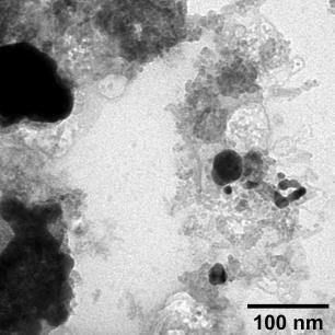 and generated silver nanoparticles (black, spherically shaped)