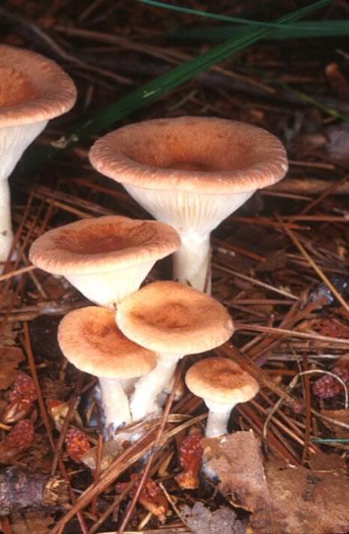 Decomposers recycle dead plants and animals into chemical