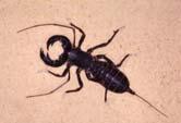 or abdomen cephalothorax Arachnid Orders See how well