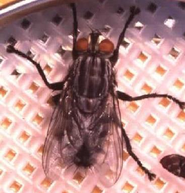 Examples of Diptera (Flies) Early Stage Decomposition Blow &