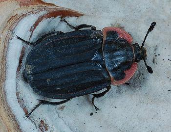 Decomposition Carrion Beetles (Silphidae)