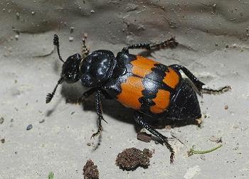 Beetles (Staphylinidae) Predator of fly
