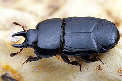 skin & tissues Hide Beetles (Scarabidae)