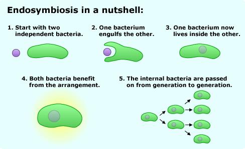 Endosymbiosis (proposed by Lynn Margulis) is a relationship between
