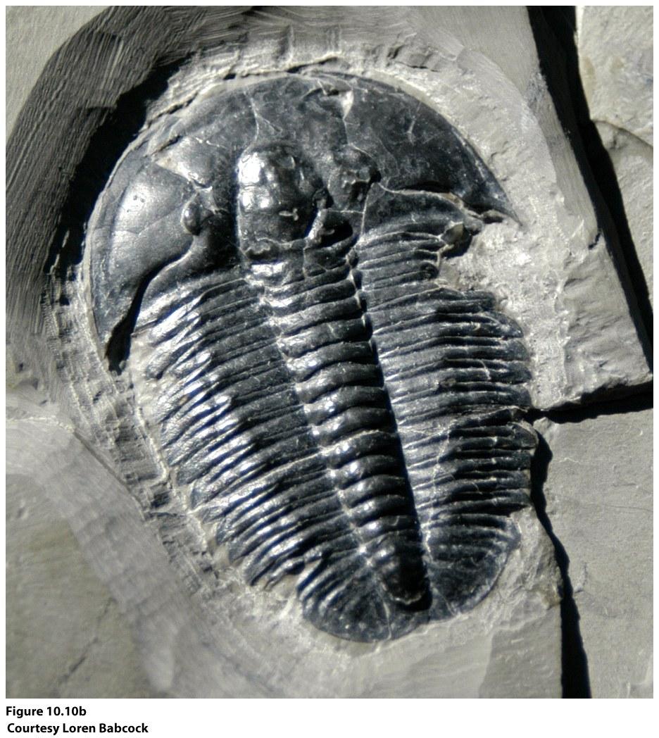 Trilobite with a bite