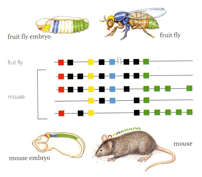 Hox genes determine the head to tail anatomy of animals. Vertebrates have 4 sets, but their Hox genes are almost identical to those of insects.