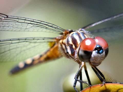 Dragonflies and damselflies are predaceous both as