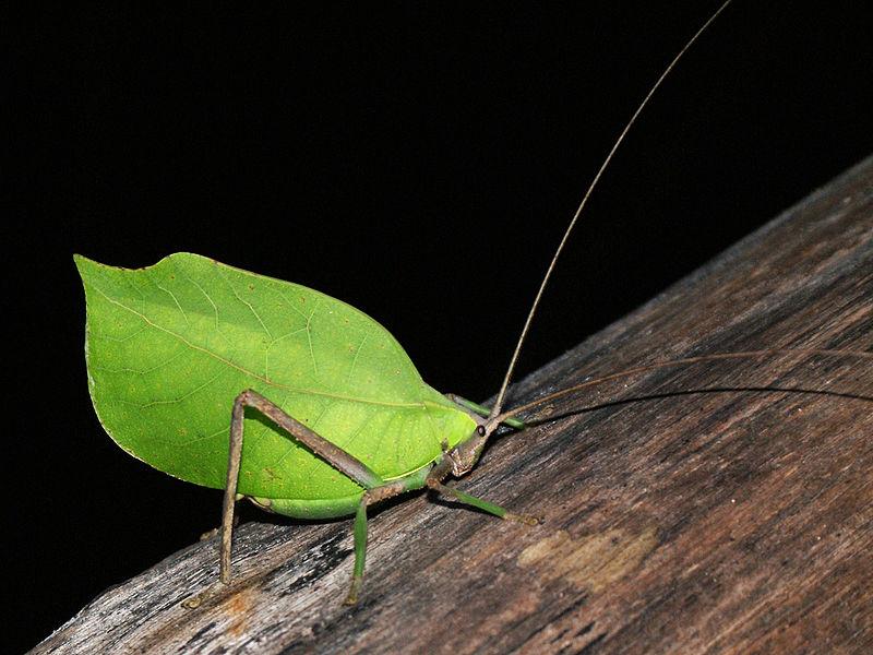 Orthoptera the grasshoppers, locusts, crickets, and katydids In many species of Orthoptera,