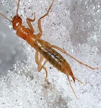 Grylloblattodea the rockcrawlers With only 25 species described worldwide, this is the second smallest order of insects.