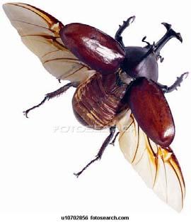 the abdomen Bombardier beetles, Brachinus spp.