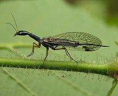 Raphidioptera snakeflies Both adults and larvae are