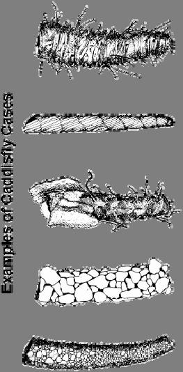 Trichoptera the caddisflies All caddisfly larvae live in aquatic environments;