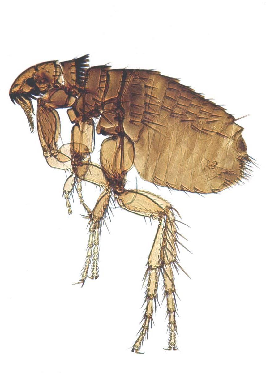 Siphonaptera As adults, all fleas are bloodsucking external parasites.