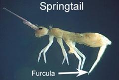 Collembola the springtails Springtails "hop" by snapping their