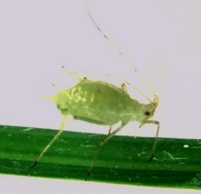 Such rapid-breeding aphids are parthenogenetic.