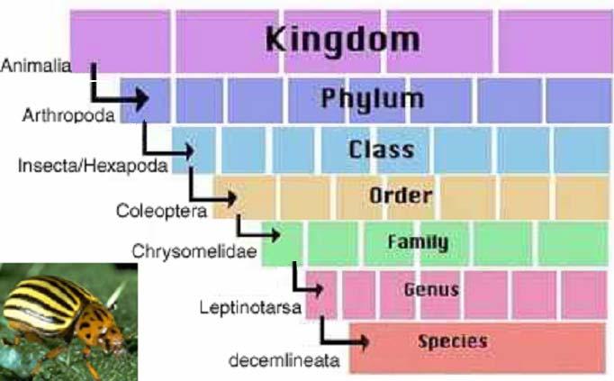 Biological Classification Kingdom, Phylum, Class, Order, Family, Genus, Species