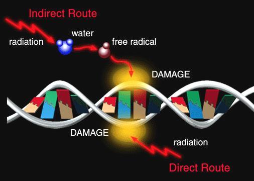 Effects of Radiation - Ionizing radiation carries energy values on the order of 1000 s of electron volts (ev).