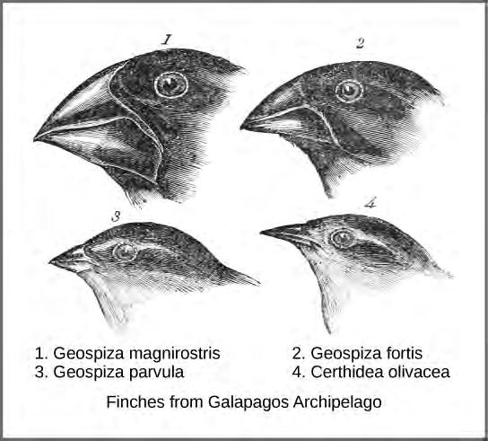 Chapter 18 Evolution and the Origin of Species 469 Figure 18.2 Darwin observed that beak shape varies among finch species.