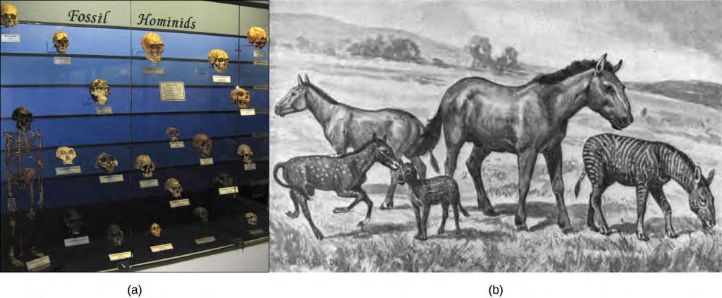 Chapter 18 Evolution and the Origin of Species 473 Figure 18.6 In this (a) display, fossil hominids are arranged from oldest (bottom) to newest (top).