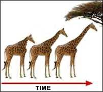 The Giraffe s Neck A role for the environment; use and disuse; adaptation.