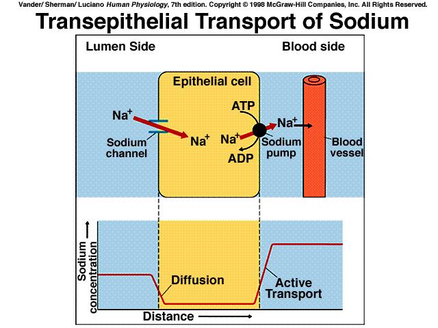 Functions e.g. ( sodium ) electrochemical and concentration gradients for sodium e.