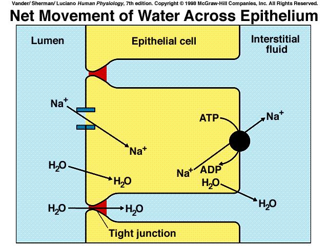 Functions e.g. ( water ) water goes where sodium goes e.g. absorption of water e.