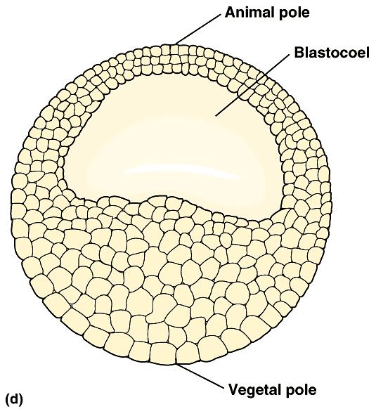 A blastocoel forms within the