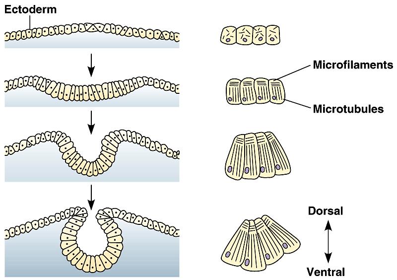 1. Morphogenesis in animals involves specific changes in cell shape, position, and adhesion Changes in