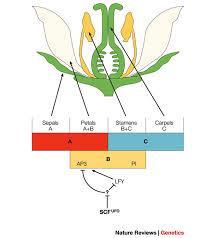 And here is a plant example: flower development.