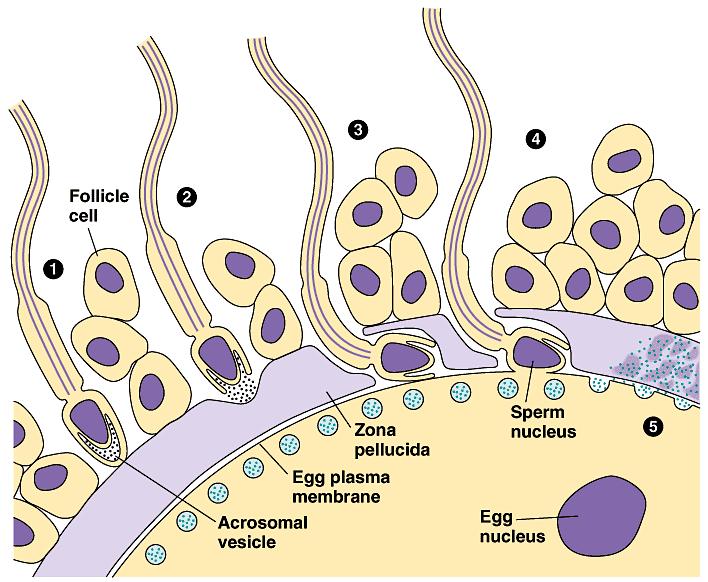 Fertilization in Mammals. Capacitation, a function of the female reproductive system, enhances sperm function.