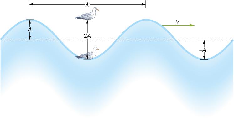 798 Chapter 16 Waves Figure 16.3 An idealized surface water wave passes under a seagull that bobs up and down in simple harmonic motion.
