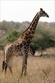 Lamarck An Idea Rejected Inheritance of acquired characteristics Organisms adapt a giraffe stretches