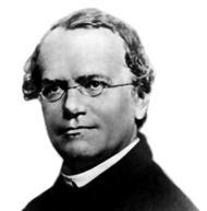 Genetics 1822-1884 Austria-Hungary Gregor Mendel Published in 1865 Unknown to Darwin Experimented