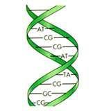 DNA Each nucleotide contains one of the following: Adenine A Thymine T