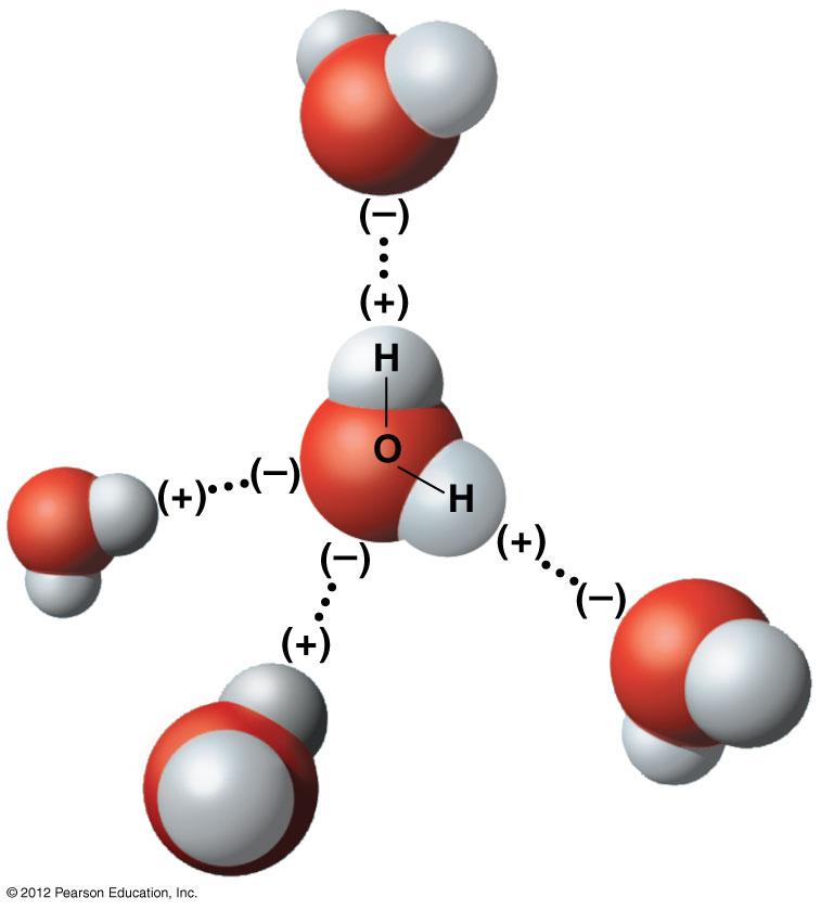 Hydrogen bond A Water molecule is polar