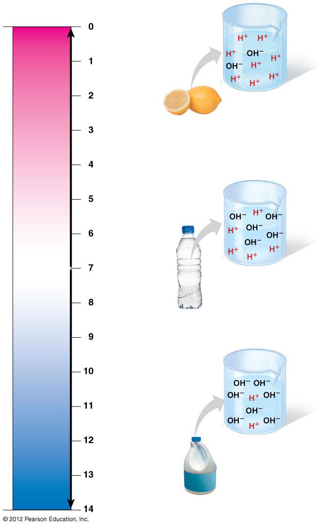 ph scale Battery acid Water and ph (Acidic and basic conditions) Increasingly ACIDIC (Higher H + concentration) Lemon juice, gastric juice Vinegar, cola Tomato juice Acidic solution Rainwater Human