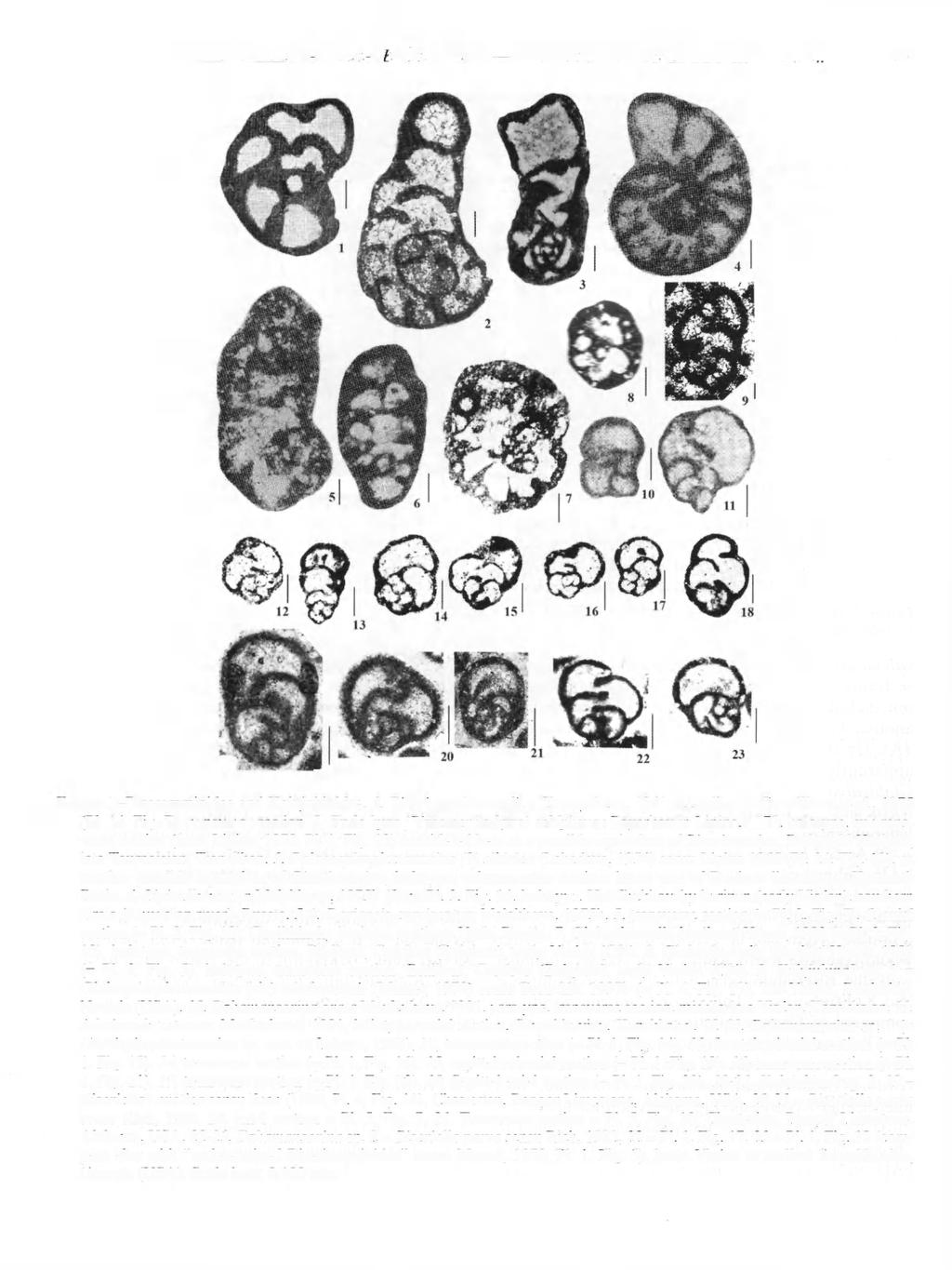 VACHARD-GAILLOT-PILLE-BEAZEJOWSKI PROBLEMS ON BISERIAMMINOIDEA... 457 19 FIGURE 2-Biseramminidae and Koktjubinidae. 1. Biseriammina uralica Chernysheva, 1941 according to Grozdilova et al., 1975 (PI.