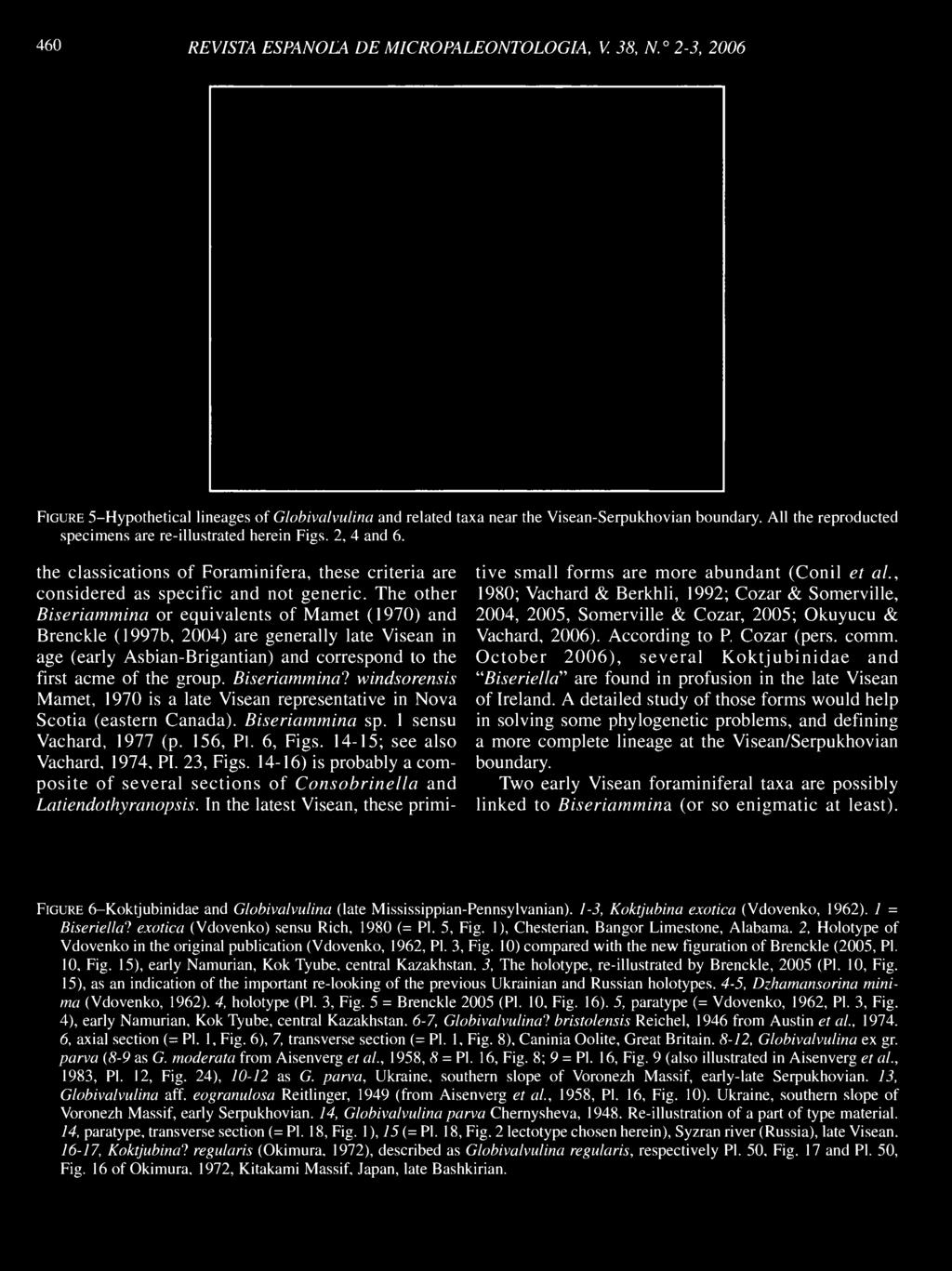 460 REVISTA ESPANOLA DE MICROPALEONTOLOGIA, V. 38, N. 2-3, 2006 the classications of Foraminifera, these criteria are : tive small forms are more abundant (Conil et al.