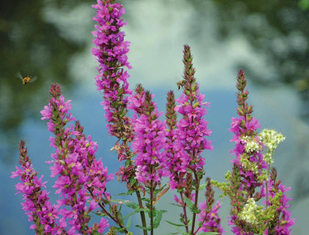 Purple loosestrife Evolving: flowering time, vegetative