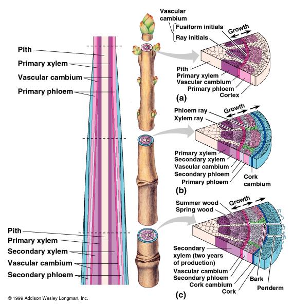 Secondary xylem (tracheids, vessel elements and fiber cells with lignified cell walls) becomes wood which forms annual rings showing periods of growth (spring and summer) and dormancy (winter).